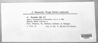 Puccinia ribis image